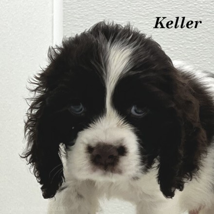 puppy, for, sale, Cocker Spaniel, Joe & Cherri  Overlease, dog, breeder, Miller, MO, dog-breeder, puppy-for-sale, forsale, nearby, find, puppyfind, locator, puppylocator, aca